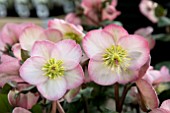 HELLEBORUS FROST KISS CHERYLS SHINE