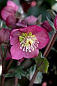 HELLEBORUS ICE N ROSES BENNOTTA