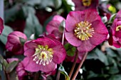 HELLEBORUS ICE N ROSES BENNOTTA