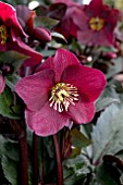 HELLEBORUS ICE N ROSES MERLOT