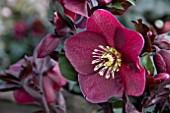 HELLEBORUS ICE N ROSES MERLOT