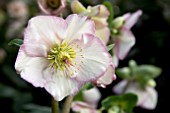 HELLEBORUS ICE N ROSES PICOTEE