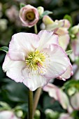 HELLEBORUS ICE N ROSES PICOTEE