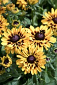 RUDBECKIA GIGGLING SMILEY Z