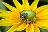 RUDBECKIA PRAIRIE SUN WITH MOTH