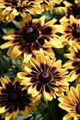 RUDBECKIA SPARKLING SMILEY Z