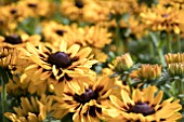 RUDBECKIA GIGGLING SMILEY Z