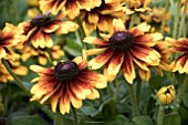 RUDBECKIA GIGGLING SMILEY Z