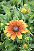 RUDBECKIA SUMMERINA BUTTERSCOTCH BISCUIT