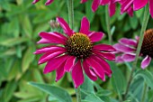 ECHINACEA SUNSEEKERS MAGENTA