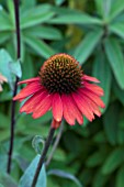 ECHINACEA SUNSEEKERS ORANGE