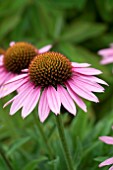 ECHINACEA SUNSEEKERS PINK