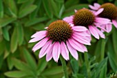 ECHINACEA SUNSEEKERS PINK