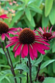 ECHINACEA SUNSEEKERS RED