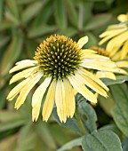 ECHINACEA SUNSEEKER YELLOW