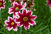 COREOPSIS AUTUMN BLUSH