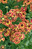 HELENIUM MARIACHI FUEGO