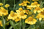 HELENIUM SOMBRERO