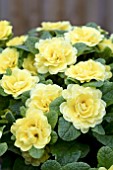 PRIMULA BELARINA BUTTERCUP YELLOW