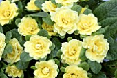 PRIMULA BELARINA BUTTERCUP YELLOW