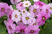 PRIMULA OH LA LA PASTEL PINK