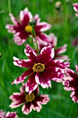 COREOPSIS AUTUMN BLUSH