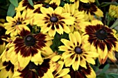 RUDBECKIA SUNBECKIA ALICIA