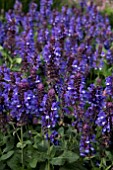 SALVIA NEMOROSA BLUE MARVEL