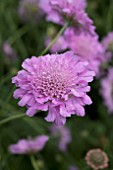 SCABIOSA INCISA KUDO PINK