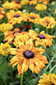 RUDBECKIA SUMMERINA YELLOW