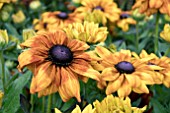 RUDBECKIA SUMMERINA YELLOW