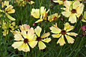 COREOPSIS LEMON PUNCH