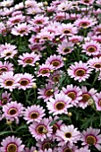 ARGYRANTHEMUM GRANDAISY PINK HALO