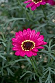 ARGYRANTHEMUM GRANDAISY RUBY