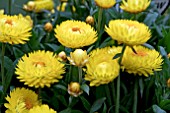 BRACTEANTHA GRANVIA GOLD