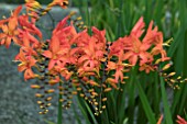 CROCOSMIA FANDANGO