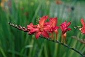 CROCOSMIA FUEGO