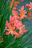 CROCOSMIA PEACH SUNRISE