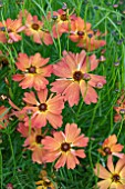 COREOPSIS MANGO PUNCH