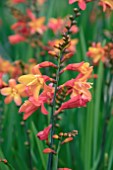 CROCOSMIA ORANGE PEKOE