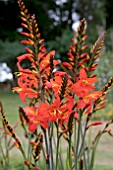 CROCOSMIA PRINCE OF ORANGE