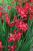 CROCOSMIA WALBERTONS MISS SCARLET