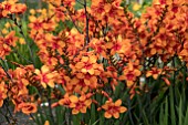 CROCOSMIA WALBERTONS BRIGHT EYES