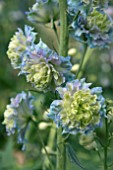 DELPHINIUM HIGHLANDER CRYSTAL DELIGHT