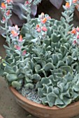 ECHEVERIA RUNYONII TOPSY TURVY