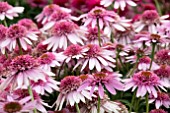 ECHINACEA PINK SORBET