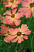 COREOPSIS MANGO PUNCH