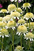 ECHINACEA GREENLINE