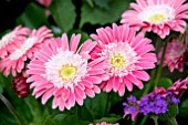 GERBERA SWEET MEMORIES