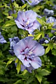 HIBISCUS BLUE CHIFFON